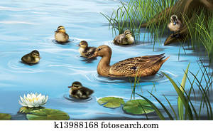 Water birds, ducks and ducklings in the water Water birds, ducks and ducklings in the water