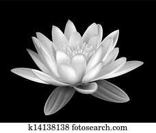 Water lily Water lily
