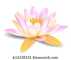 Water lily Water lily