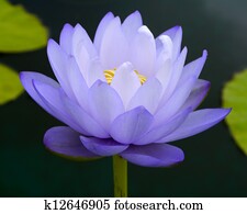 water lily, lotus water lily, lotus