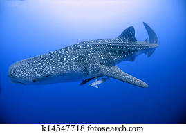 whale shark whale shark