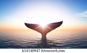 whale whale