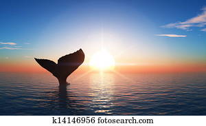 whale whale