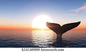 whale whale