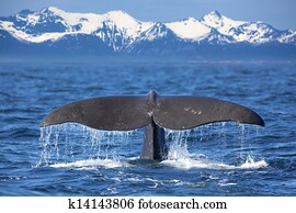 Whale tail Whale tail