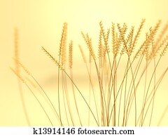 Wheat Field