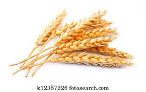 wheat isolated wheat isolated