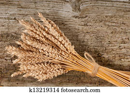 wheat wheat