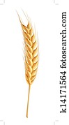 wheat,, vektor wheat,, vektor