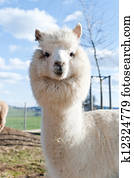White Alpaca White Alpaca