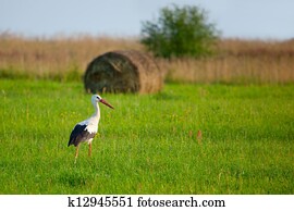 White stork