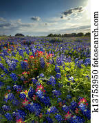 Wildflowers in Late Afternoon Sun Wildflowers in Late Afternoon Sun