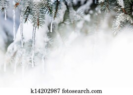 Winter background with icicles on fir tree Winter background with icicles on fir tree