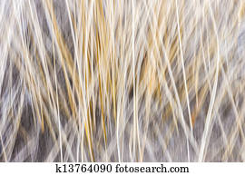 Winter grass abstract Winter grass abstract