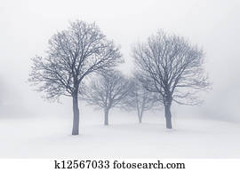 Winter trees in fog