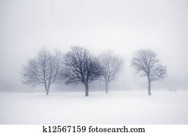 Winter trees in fog