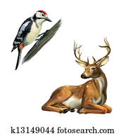 Woodpecker and Deer Woodpecker and Deer