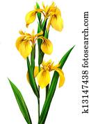 Yellow Iris, Yellow Iris,