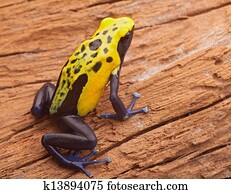 yellow poison dart frog