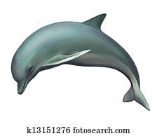 Young Dolphin Young Dolphin