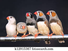 Zebra Finch Zebra Finch