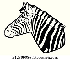 zebra