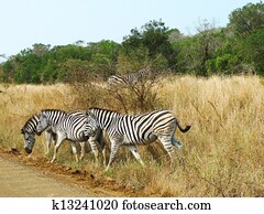 zebras