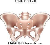 אגן הירכים נקבה