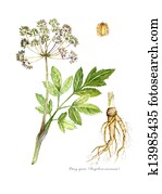 אנגאליכה, דונג, ק.א.י.