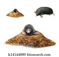 בעל חיים, חפרית, ב, molehill, להראות, claws., הפרד, דוגמה, בלבן, רקע.