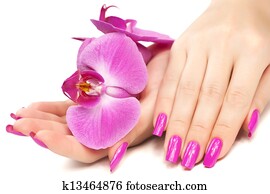 גזור, עם, סחלב, flower., הפרד