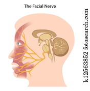 ה, פרצופי, nerve,, eps10