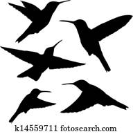 האמינגבירד, צלליות