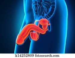 זכר, מערכת של רבייה