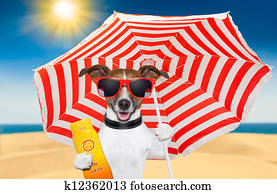 כלב, קיץ, סנסקרין