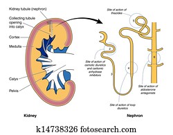 כלייה, ו, סמם, פעולה