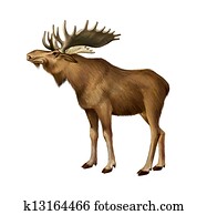 מבוגר, מוס, standing., תמוך השקפה