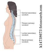 מבוגר, נקבה, עמוד שדרה