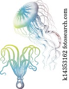 מדוזה, ו, octopus,, וקטור