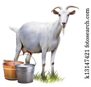 עז לבן, עם, דליים, מלא, של, milk.