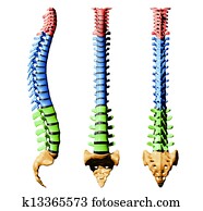 עמוד שדרה, -, צבעים