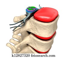 עמוד שידרה, עם, עצבים, ו, דיסקים