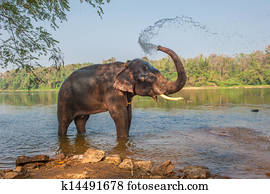 פיל, bathing,, kerala,, הודו