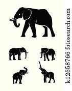 פיל, קבע, אוסף