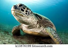 צב של ים ירוק