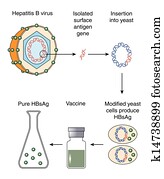צהבת, *b*, תרכיב