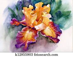 צהוב, קשתית העין