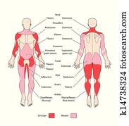 שריר, קבוצות, ו, סוגים