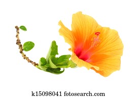 中国語 バラ オレンジ ハイビスカス 花 白 バックグラウンド Hibiscus Rosa Sinensis ストックイメージ K Fotosearch