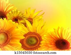 A bouquet of sunflowers A bouquet of sunflowers
